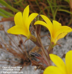 Monopsis lutea, Cape Point - 2006